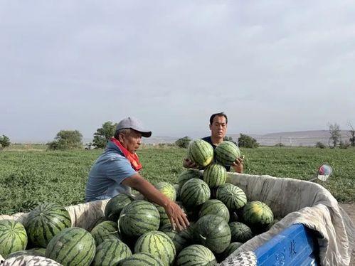 北仑吃瓜,瓜果飘香,品味生活新篇章 第3张 北仑吃瓜,瓜果飘香,品味生活新篇章 第3张